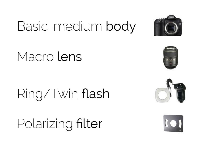 To achieve success in your polarized photography, you need the following components:
Basic-medium body
Macro lens
Ring/Twin flash
Polarizing filter